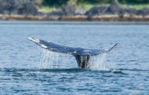 Whale slaps tail