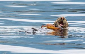 Sea otter eats crab