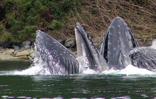 Whales bubble-net feeding