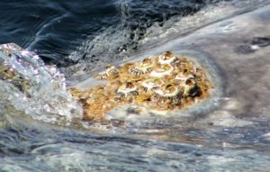 Gray Whale with barnacles.