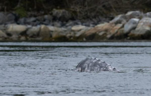 The hump of a gray whale