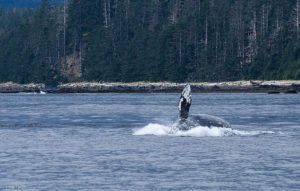 A gray whale spins in the sea.