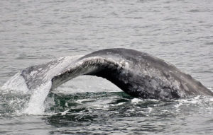 Gray whale flicks its tail