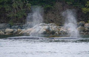 Gray whales blowing air