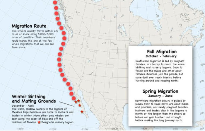 Migration route of Gray Whales