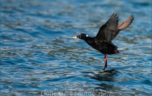 Bird landing on the water.