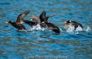 Birds fly from the water.