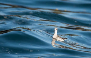 A bird in Sitka