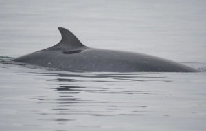 A minke whale in Sitka