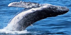 A Whale in Australia