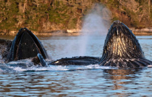 Humpback whales bubble-net feeding.