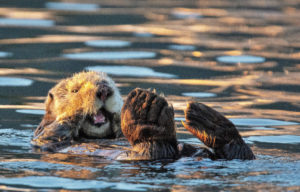 A sea otter plays in the water