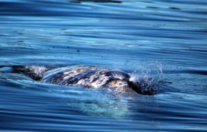 Gray whales underwater.