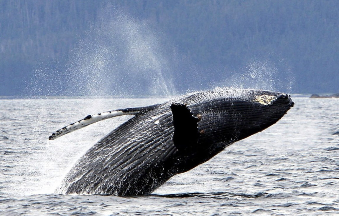 Private Boat Charter | Sitka, Alaska | A Whale's Song Expedition