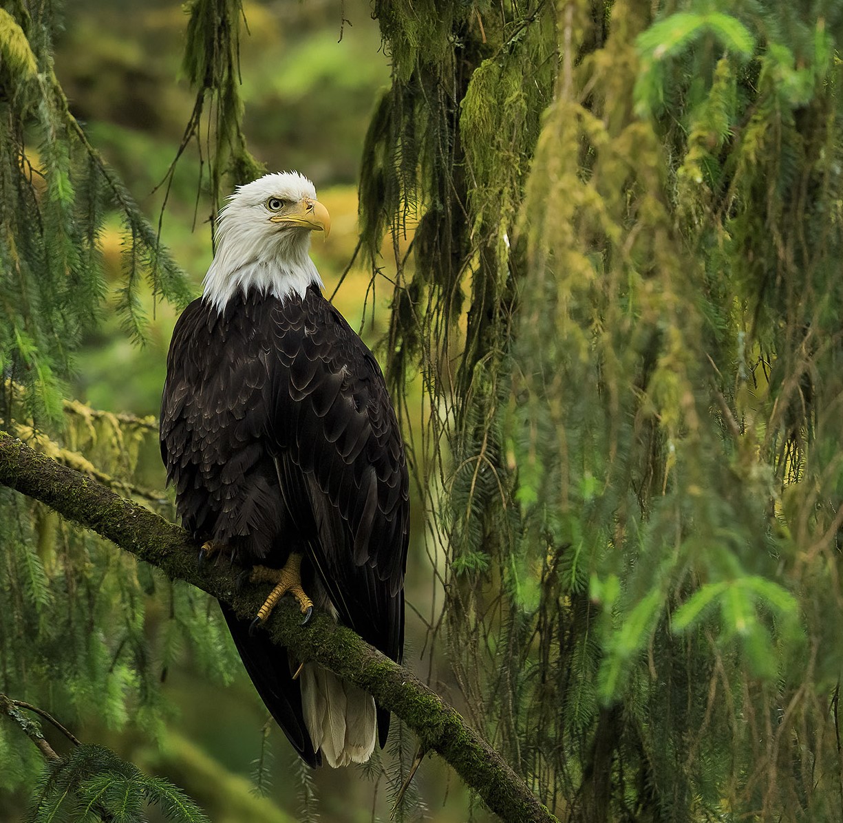 Bald Eagle