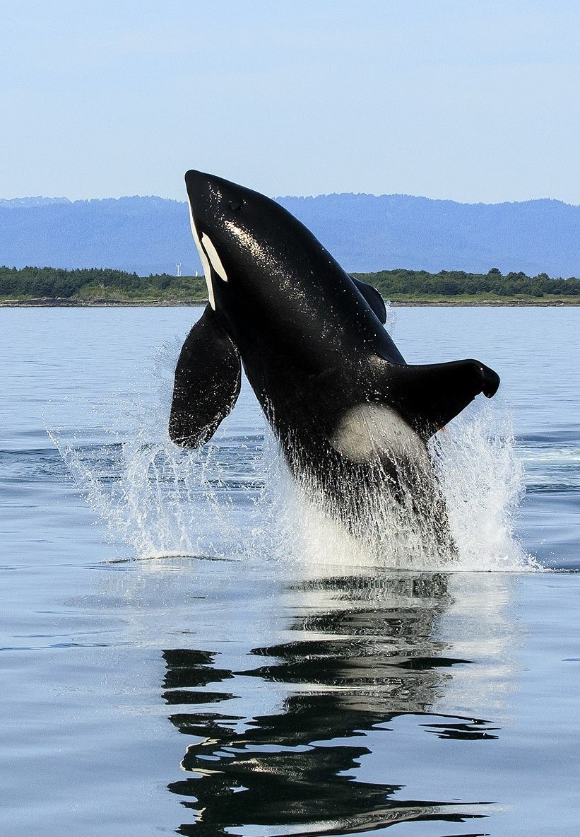 Breaching Orca