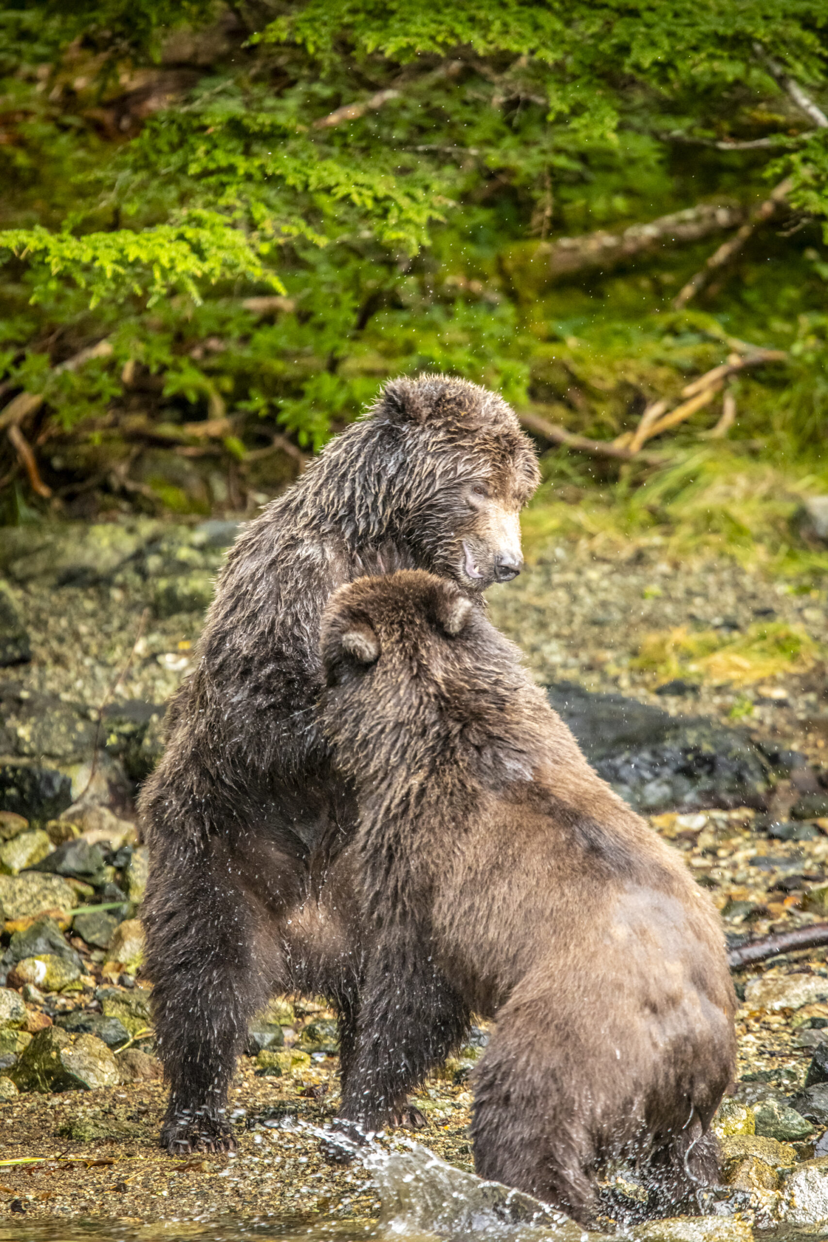 Bear Cubs Playing